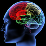 Brain