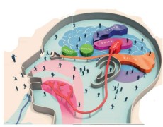 Perché occuparsi di “cervello”? Nel mondo circa un terzo della popolazione adulta soffre di un disturbo mentale come depressione, ansia  o schizofrenia.