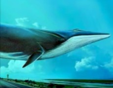 Adolescenza e “Blue Whale”: parliamone ancora.