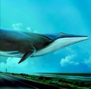 Blue Whale